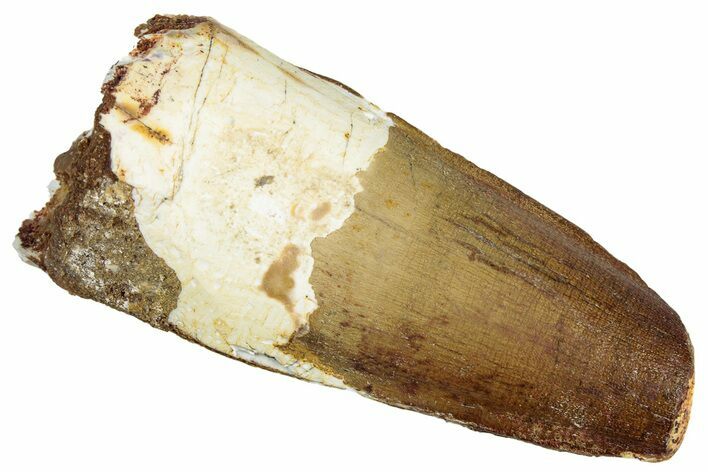 Fossil Spinosaurus Tooth - Real Dinosaur Tooth #301294